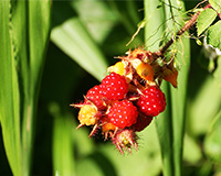wild raspberry fruit
